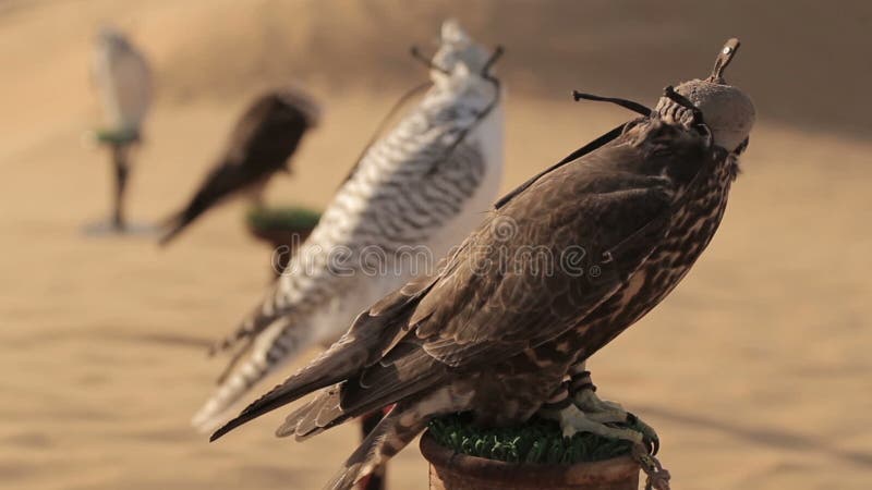Falcons in deserto, Dubai