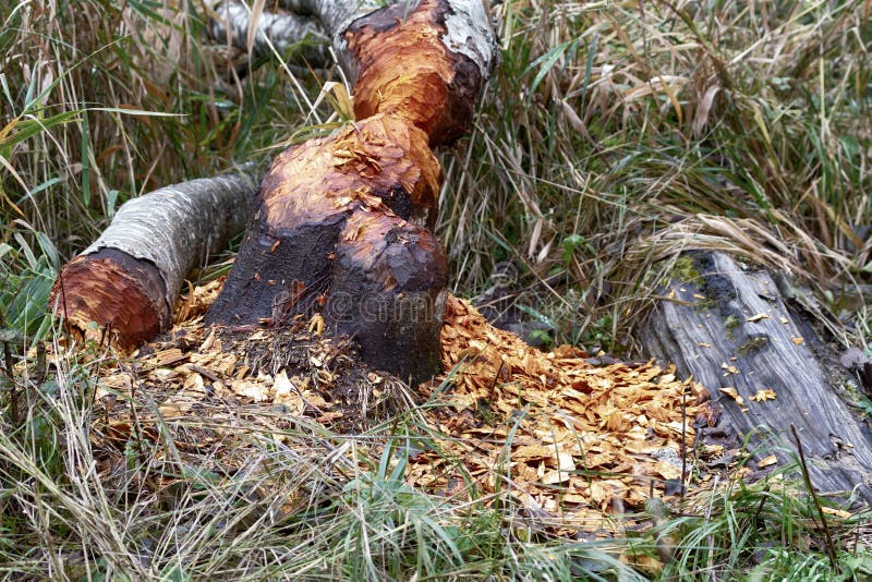 Forestry, forest ecology and silviculture. An unusual case of alder felled by beavers, as the beaver does not feed on alder bark, but can build from tree trunks. Forestry, forest ecology and silviculture. An unusual case of alder felled by beavers, as the beaver does not feed on alder bark, but can build from tree trunks