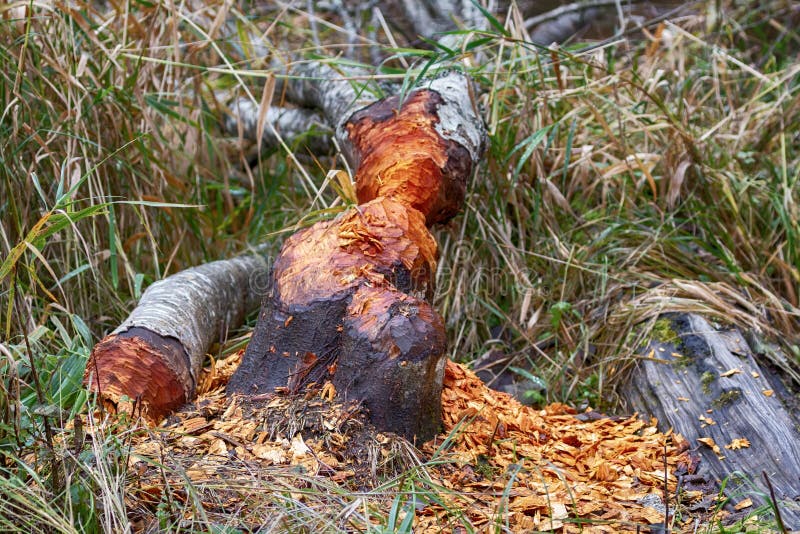 Forestry, forest ecology and silviculture. An unusual case of alder felled by beavers, as the beaver does not feed on alder bark, but can build from tree trunks. Forestry, forest ecology and silviculture. An unusual case of alder felled by beavers, as the beaver does not feed on alder bark, but can build from tree trunks