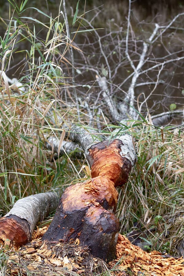 Forestry, forest ecology and silviculture. An unusual case of alder felled by beavers, as the beaver does not feed on alder bark, but can build from tree trunks. Forestry, forest ecology and silviculture. An unusual case of alder felled by beavers, as the beaver does not feed on alder bark, but can build from tree trunks