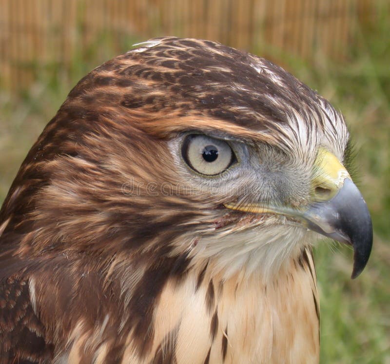 Falke Falke