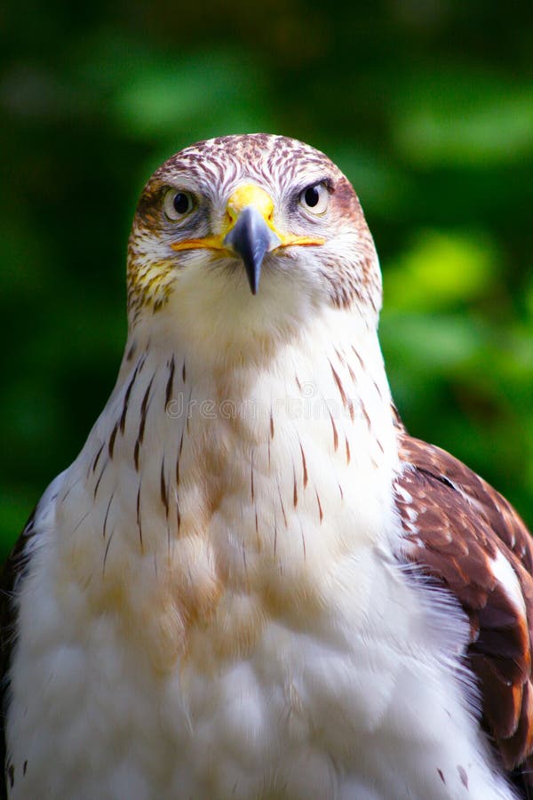 Falke u. Adler stockbild. Bild von vögel, zweige, adler 218053