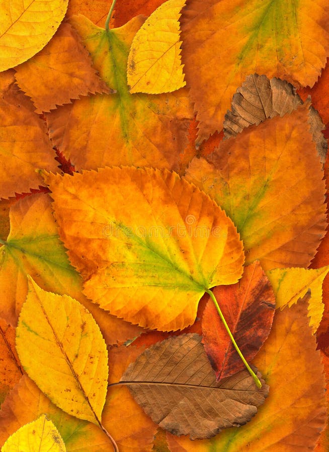 Fallen autumn leaves