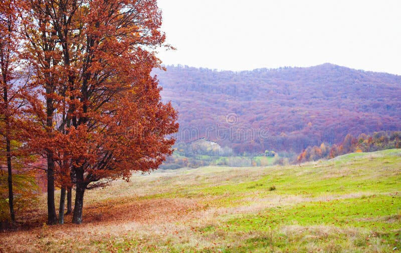 Fall stockfoto