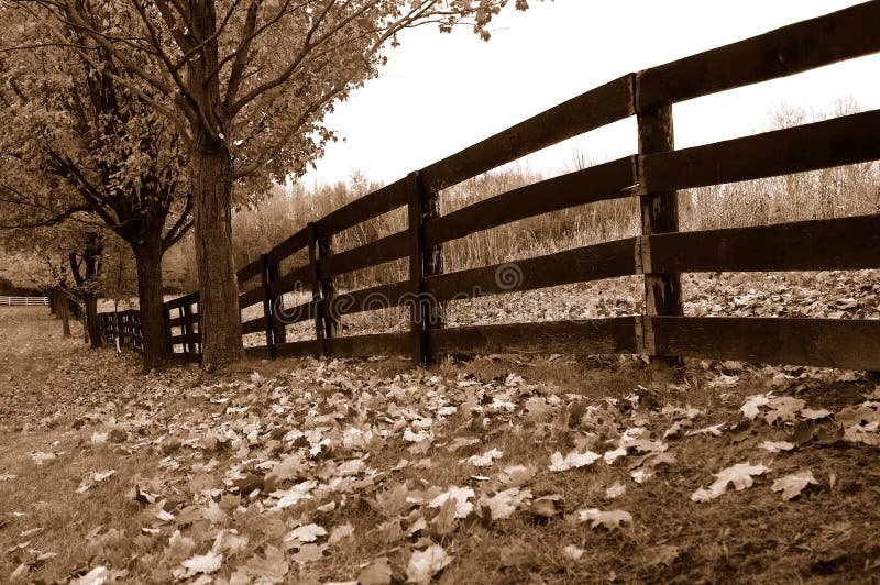 Fallen Maple Leaves Along Fence in Rural Area in Autumn  &x28;Sepia&x29