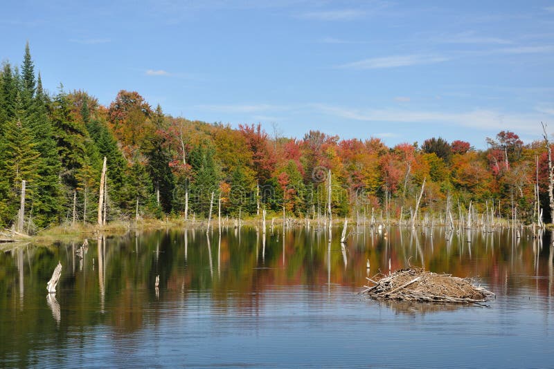 Fall at an Adirondack Beaver Pond