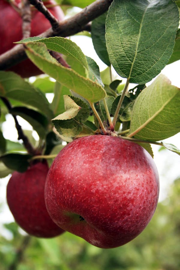 Fall Apples stock photo. Image of macs, massachusetts 12541712