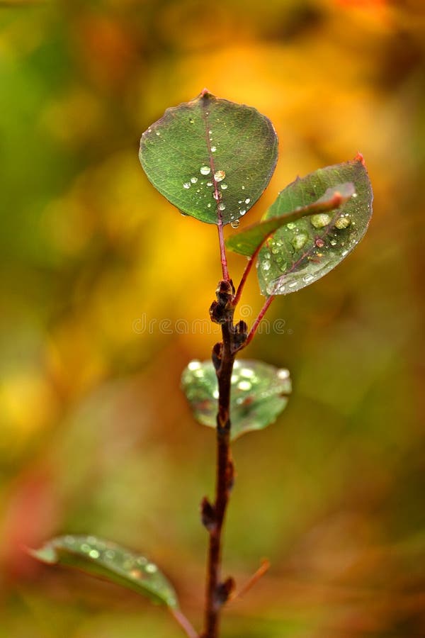 Fall Aspen Leaves with Water Drops Fresh Beauty in Nature