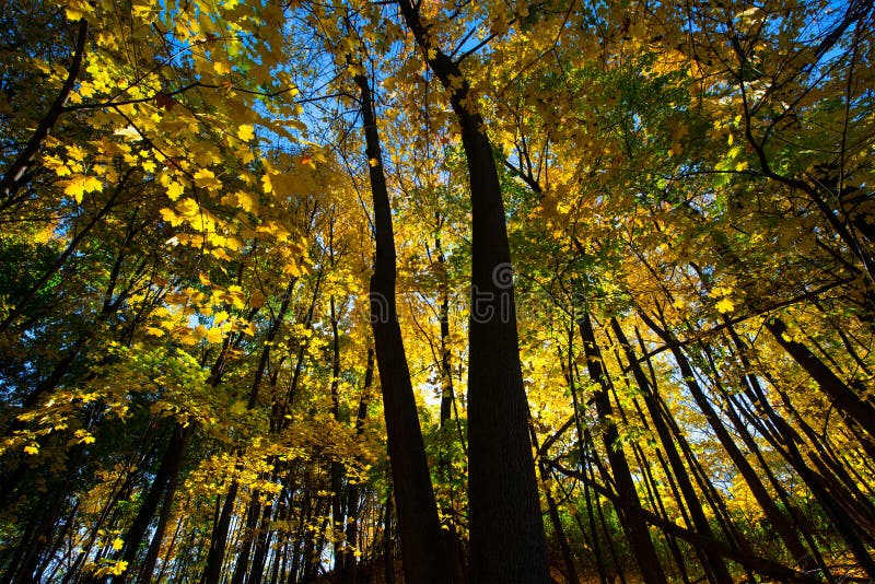 Fall Autumn Colors Maple Tree Yellow Leaves