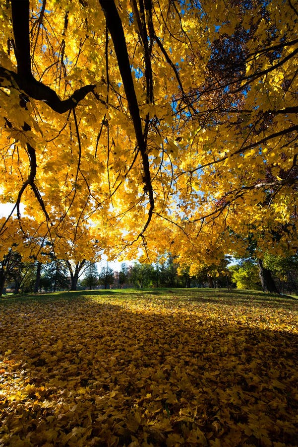 Fall Autumn Colors Maple Tree Yellow Leaves