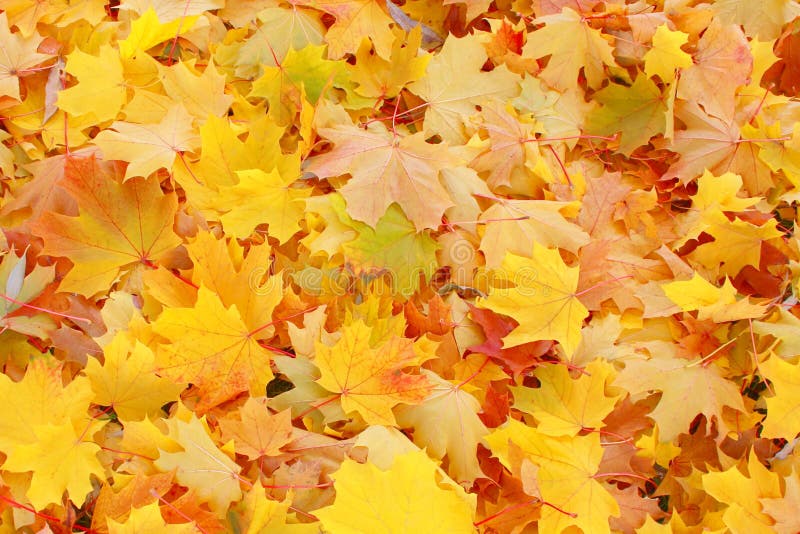 Fall / Autumn leaves background - red , yellow , orange maple backdrop. Fall / Autumn leaves background - red , yellow , orange maple backdrop