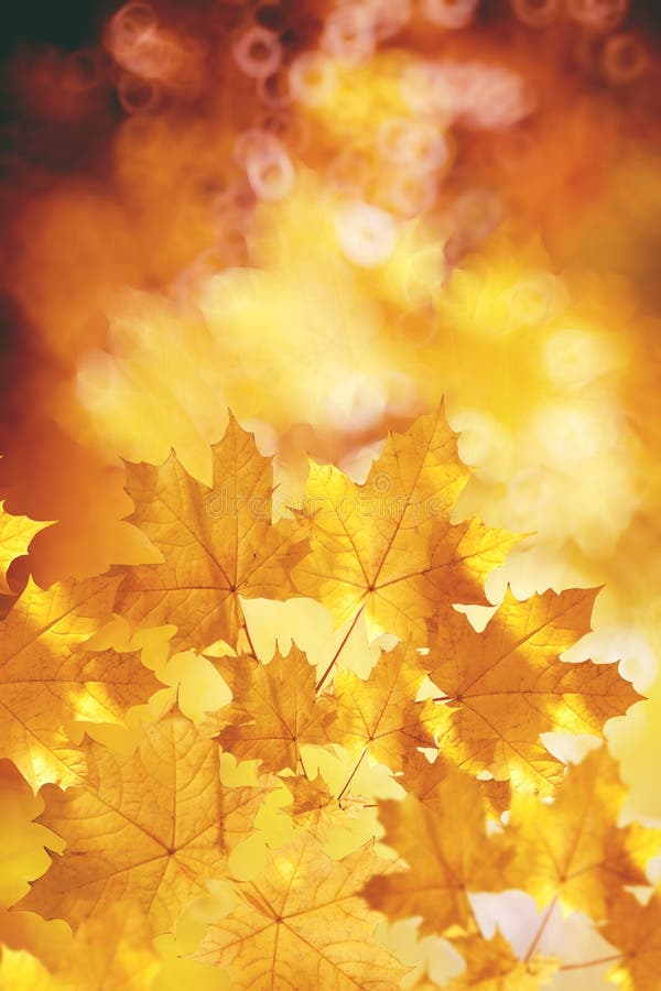 Fall, autumn, leaves backgroung. A tree branch with autumn leaves of a maple on a blurred background