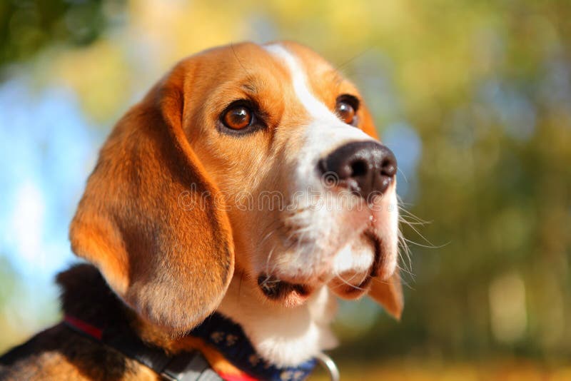 Mascota el perro afuera en rechazar.