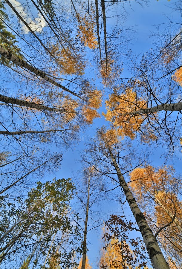 Fall birches on blue sky background