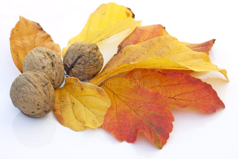 Fall bounty nuts and leaves stock images Fall bounty nuts and leaves stock images