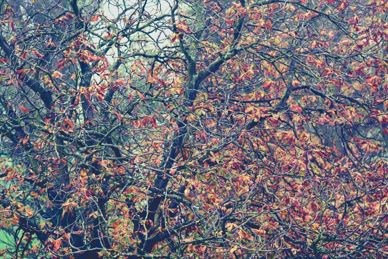 Fall branch stock image. Image of leaf, wallpaper, texture - 46337297