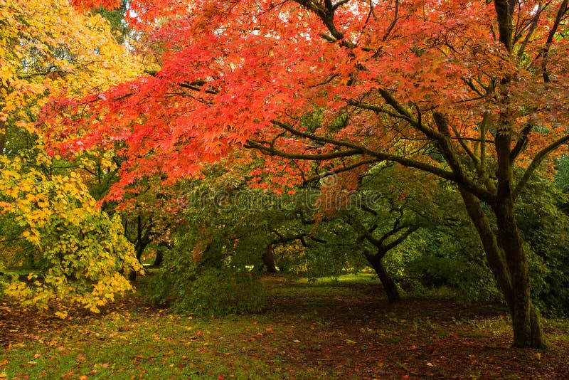Fall-Bäume stockfoto Fall-Bäume stockfoto