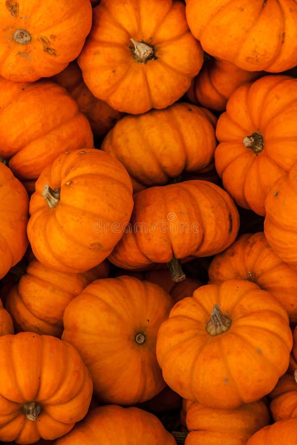 Fall Carving Pumpkin Gourds in bulk