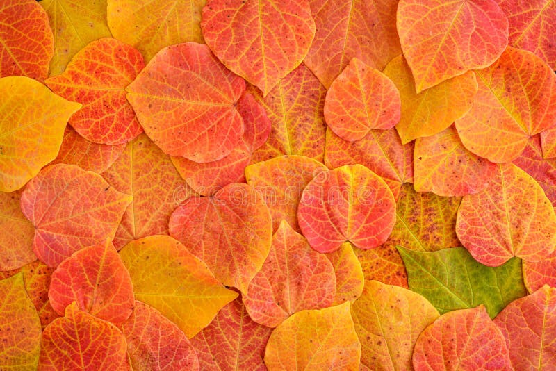 Fall Celebration, Yellow and Orange Leaves of an Eastern Redbud Tree As a Nature Background