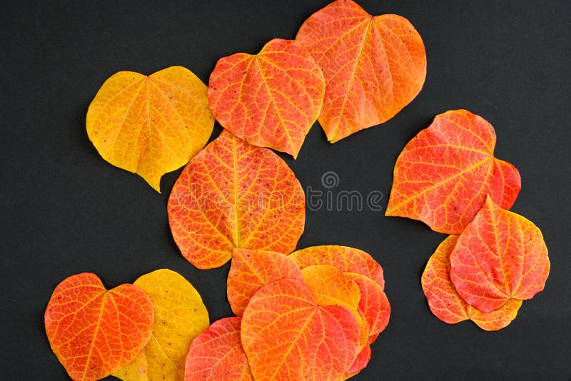 Fall Celebration, Yellow and Orange Leaves of an Eastern Redbud Tree on