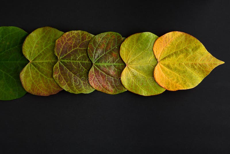 Fall Changes, Gradation of Green To Yellow Leaves of an Eastern Redbud Tree on a Black
