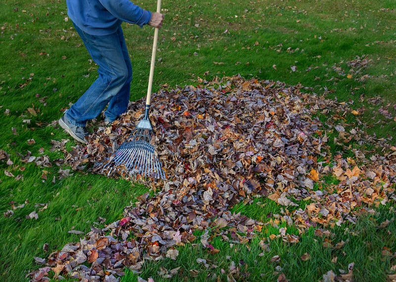 3,543 Raking Leaves Photos Free & RoyaltyFree Stock Photos from