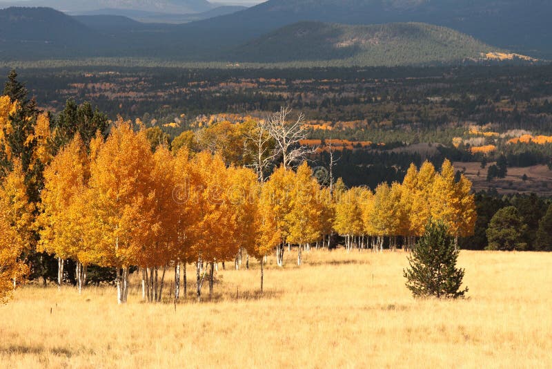 Fall Color Flagstaff Arizona (6) Stock Photo Image of meadow