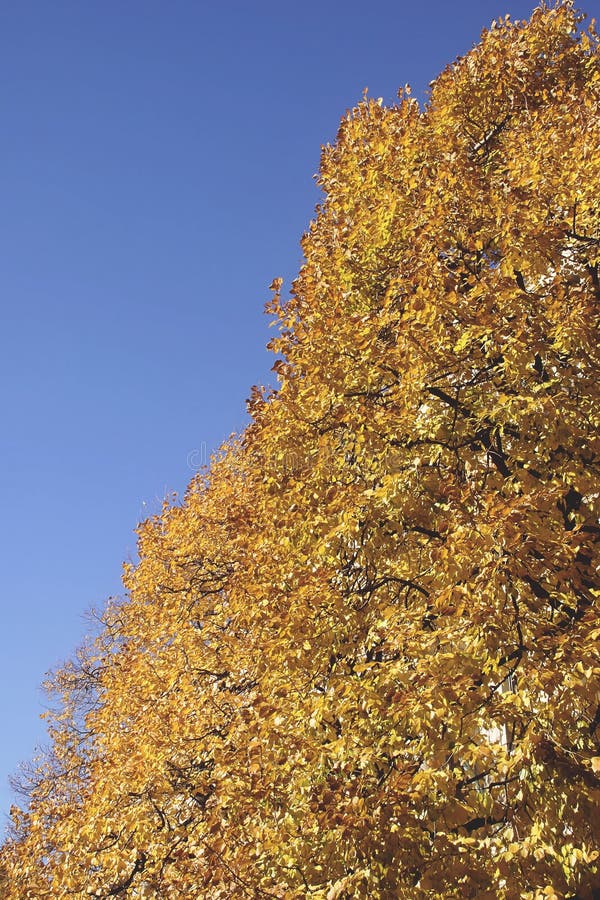 Fall Color of Linden Tree and Blue Sky Stock Photo Image of clear