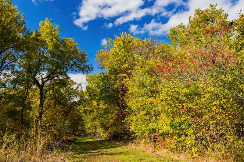 Fall Color Near the Eagle View Trail Stock Photo Image of eagle