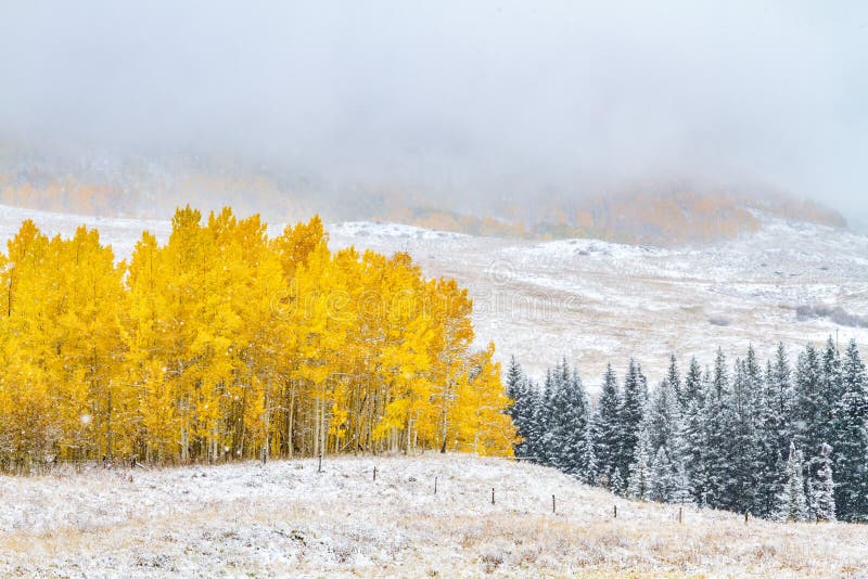 Fall Color and Snow in Colorado Stock Photo Image of clash, back