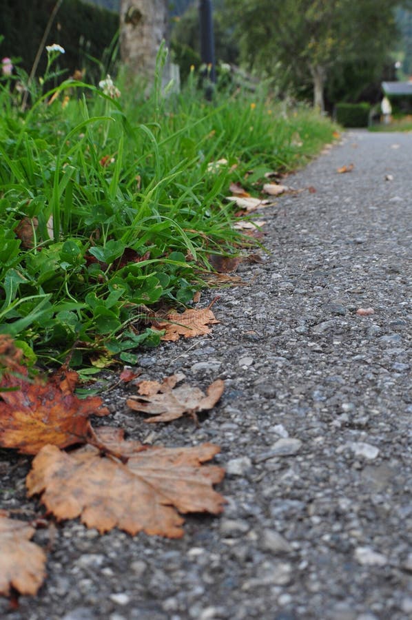 Fall colored leaves on pathway stock image