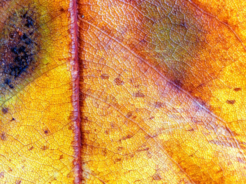 Fall colors stock photo. Image of plant, dried, november - 16519664