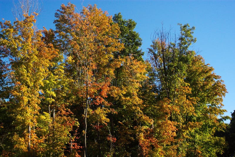 Fall Colors stock image. Image of change, dramatic, vibrant 86617