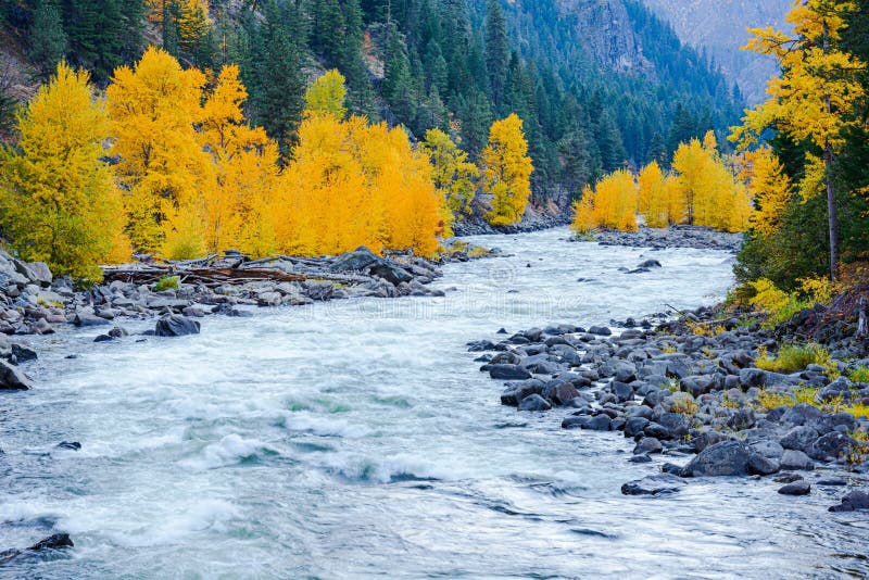 Wenatchee River rolling through the tree lined Tumwater Canyon in fall