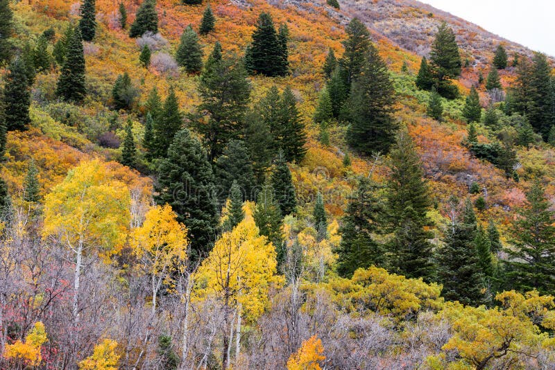 Autumn Foliage In The Wasatch Mountains. Stock Photo ...