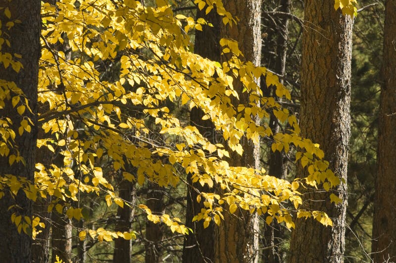 Fall Colors in the Black Hills