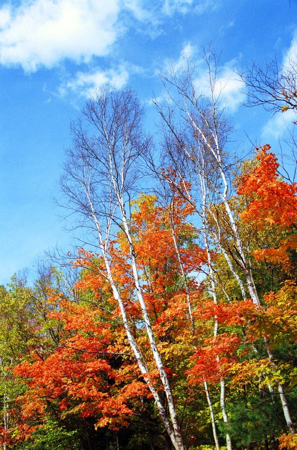 Fall colors in Canada stock photo. Image of thanksgiving 26628296