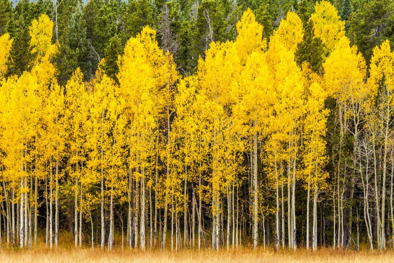 Fall Colors in Colorado Mountains Stock Photo - Image of mountain