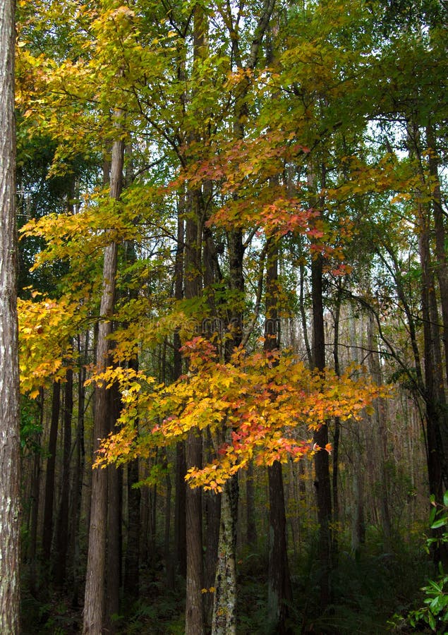 Fall colors in Florida HDR 4