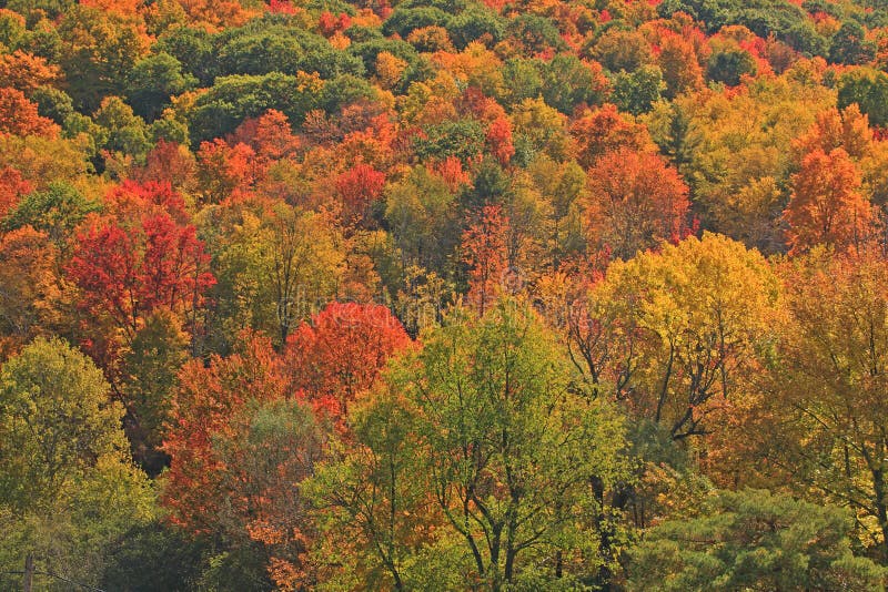 Autumn tree colors on forest hillside, upstate rural New York, red, orange, yellow, green. Autumn tree colors on forest hillside, upstate rural New York, red, orange, yellow, green