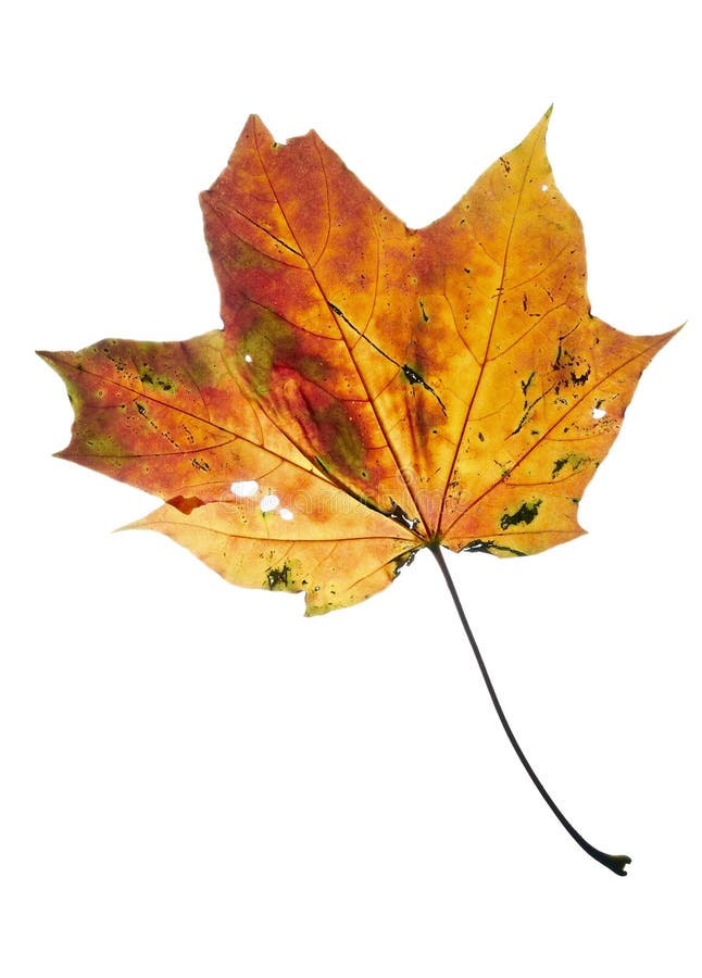 Fall colors - maple leaf