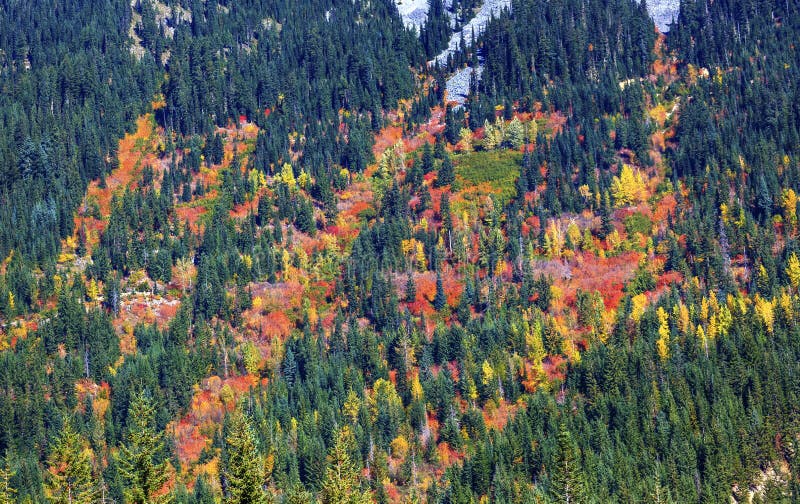 Fall Colors Mountain Sides Forest Stevens Pass Washington