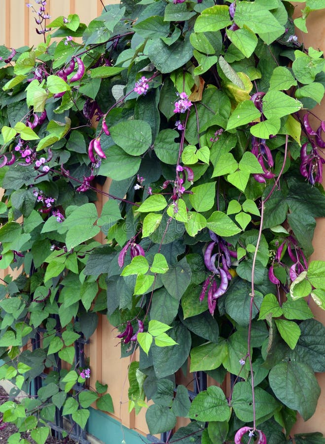 Hyacinth Bean Pod Vine