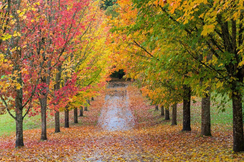 Fall Colors in Oregon stock photo. Image of autumn, walkway - 79771854