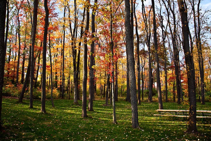 Fall Colors in Pennsylvania Woodlands Stock Image Image of tree