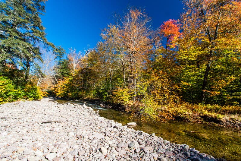 Fall Colors on a Remote Stream in the Catskills Stock Photo Image of