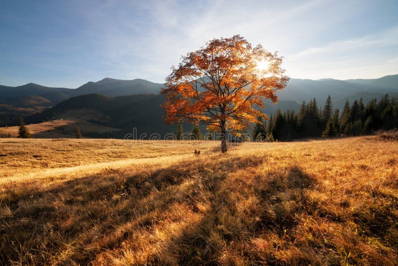 Fall colors tree stock photo. Image of yellow, garden - 54872494