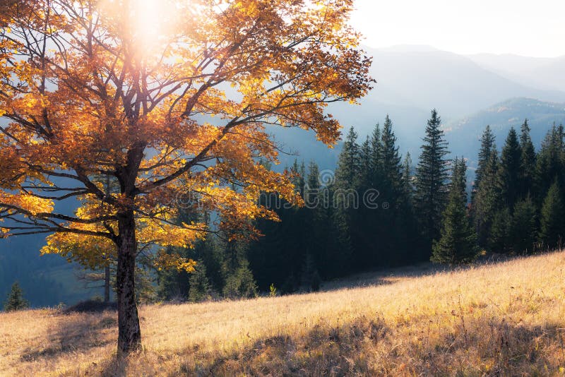 Fall colors tree stock image. Image of garden, ukraine - 54261463