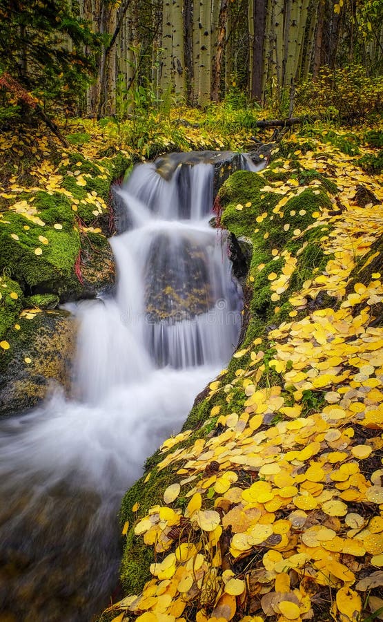 Kaskádách Boulder Potok padá dolů po úbočí do Národního Parku Rocky Mountain v Coloradu, s barevnými žluté osika listy, na zemi podvečer na podzim, a les v pozadí.