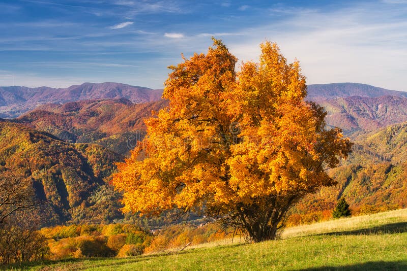 Jesenný farebný strom na Hornom diele nad Banskou Bystricou